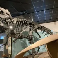 BYU Museum of Paleontology dinosaurs in Utah