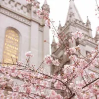 cherry-blossoms-utah