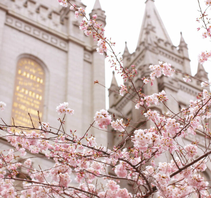 5 Best Places to see Cherry blossoms in Utah